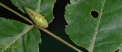Neotituria kongosana