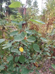 Amelanchier alnifolia