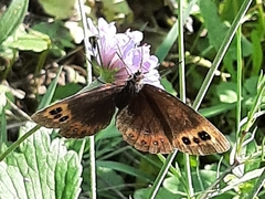 Erebia