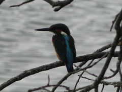 Alcedo atthis