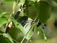 Libellula pulchella