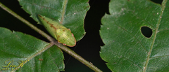 Neotituria kongosana