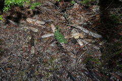 Bossiaea heterophylla