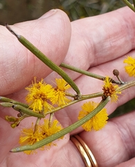 Acacia rigens