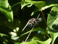 Libellula pulchella