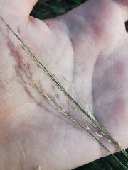 Poaceae