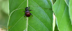 Paratrachelophorus