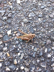 Decticus verrucivorus