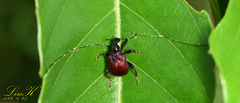 Paratrachelophorus