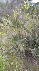 Acacia rigens