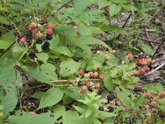 Rubus allegheniensis