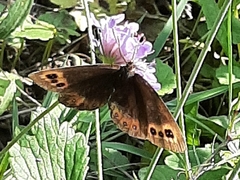 Erebia