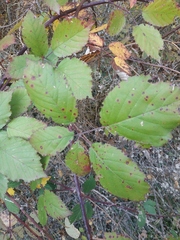Rubus creticus