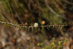 Acacia ulicifolia