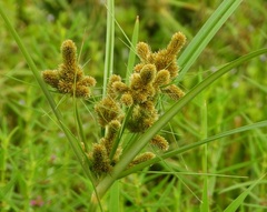 Cyperus glomeratus