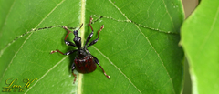 Paratrachelophorus