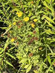 Pulicaria dysenterica