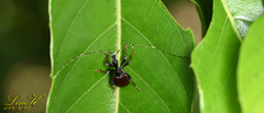 Paratrachelophorus