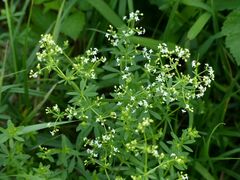 Galium album