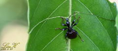 Paratrachelophorus