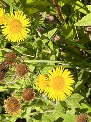 Pulicaria dysenterica