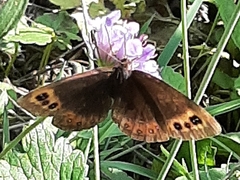 Erebia