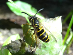 Vespula maculifrons
