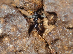 Rhytidoponera