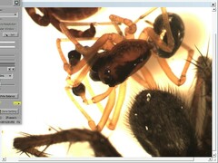 Pachygnatha listeri