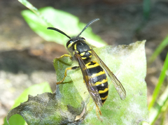 Vespula maculifrons
