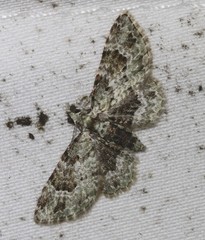 Calluga costalis
