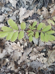 Sambucus ebulus