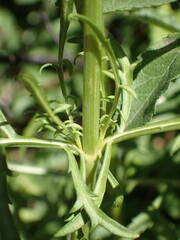 Cephalaria leucantha