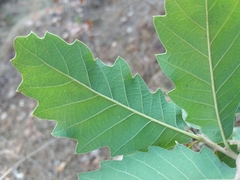 Quercus faginea