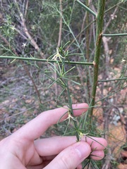 Anthocercis genistoides