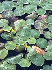 Nymphoides peltata