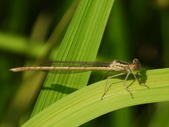 Sympecma paedisca