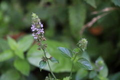 Mentha aquatica