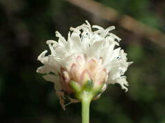 Cephalaria leucantha