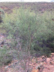 Anthocercis genistoides