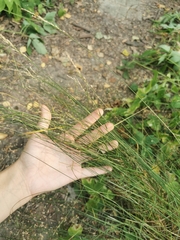 Poaceae