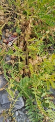 Astragalus alpinus
