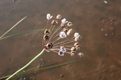 Butomus umbellatus