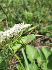 Tettigonia cantans