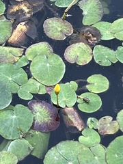 Nymphoides peltata
