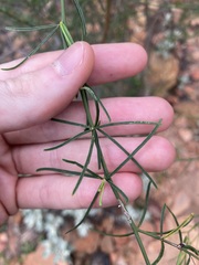 Anthocercis genistoides