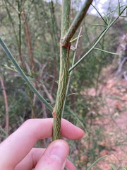 Anthocercis genistoides