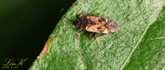 Neolethaeus dallasi