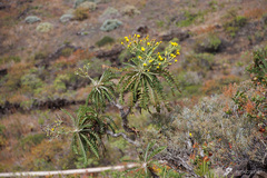 Sonchus hierrensis