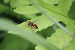 Helophilus fasciatus